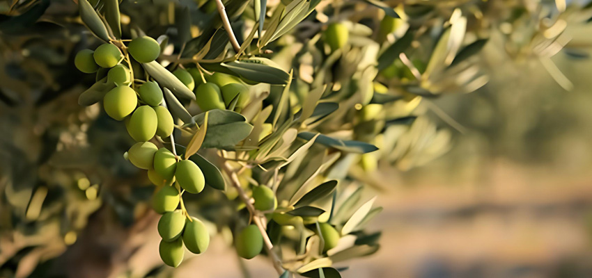 Cuisines des Terroirs – La Crète