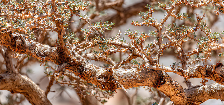 Cuisines des terroirs   Ile de Chios
