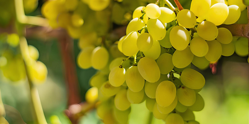 01 Attique Thessalie Blancs Celebres